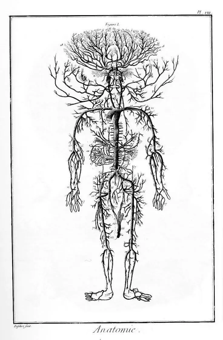 Vintage illustration of the human nervous system and spinal anatomy, highlighting the connection between the brain, spine, and nerves. Used by Dr. Ashlee Wood at Dr. Wood - Upper Cervical Chiropractor to educate patients about upper cervical chiropractic care.